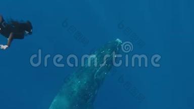 在汤加，一个带着座头鲸潜水的流浪女孩，独家拍摄，一个人在野外访问鲸鱼，自由的概念